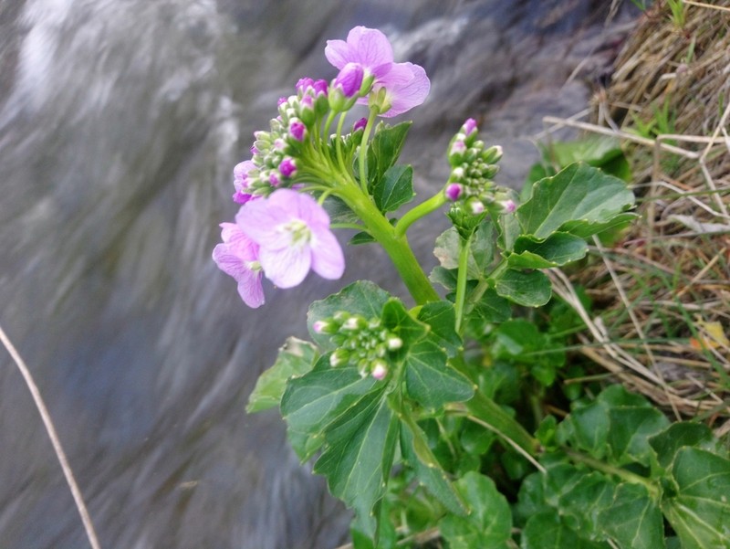 Cardamine raphanifolia photo 2