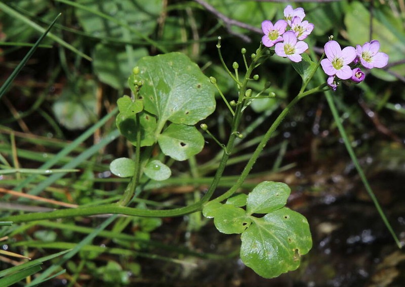 Cardamine raphanifolia photo 3