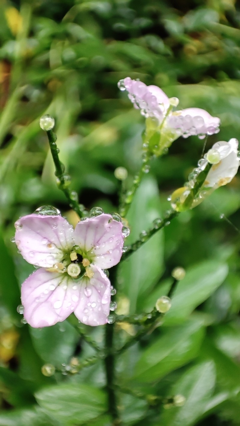 Cardamine raphanifolia photo 4