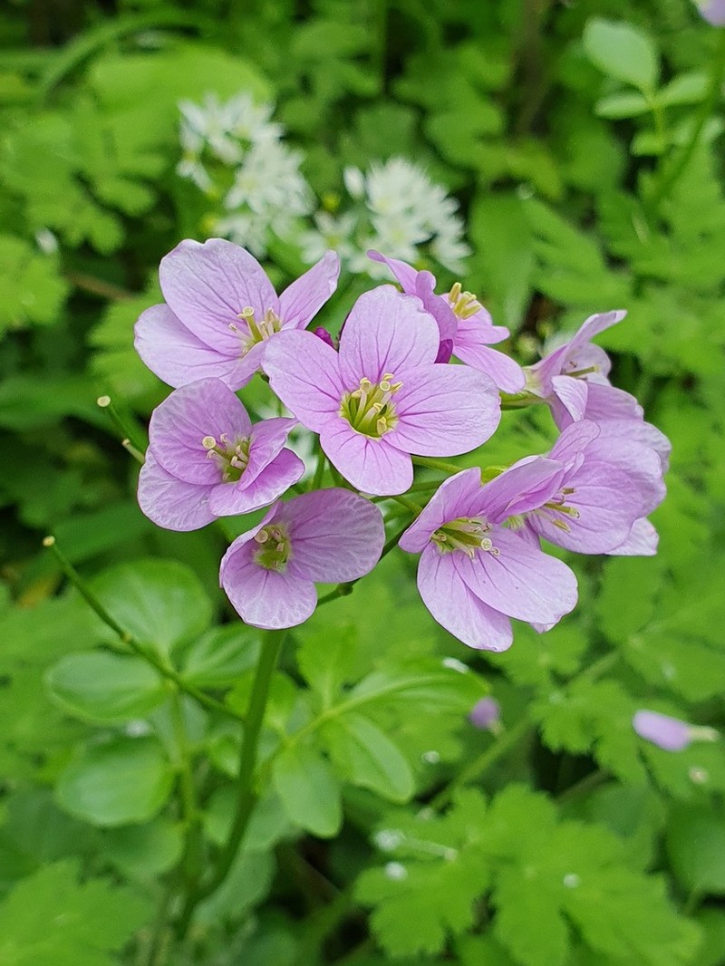 Cardamine raphanifolia photo 5