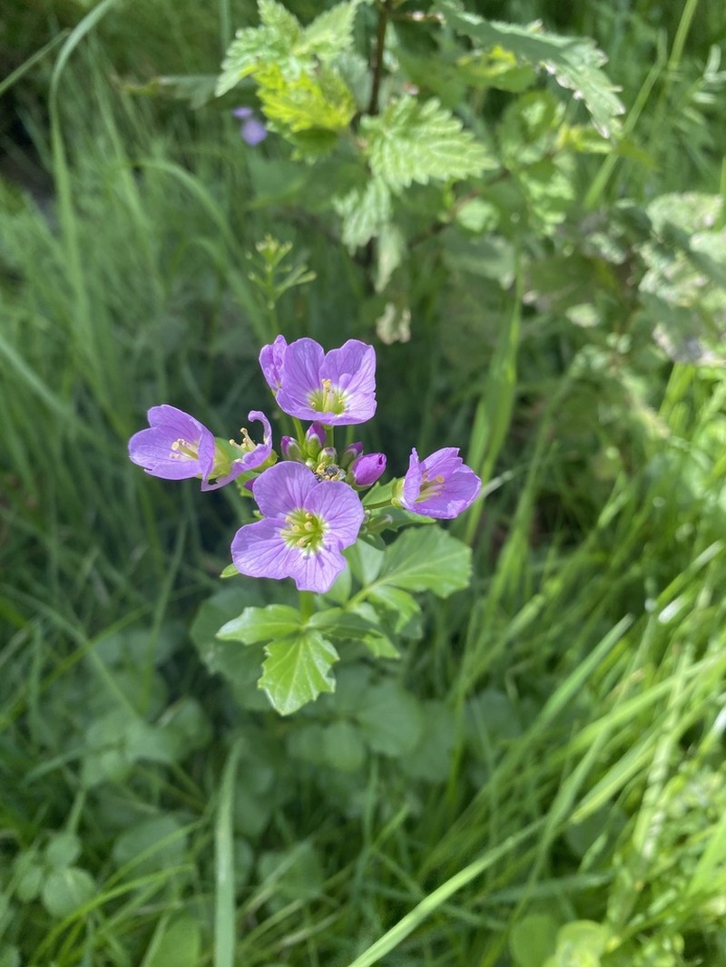 Cardamine raphanifolia photo 6
