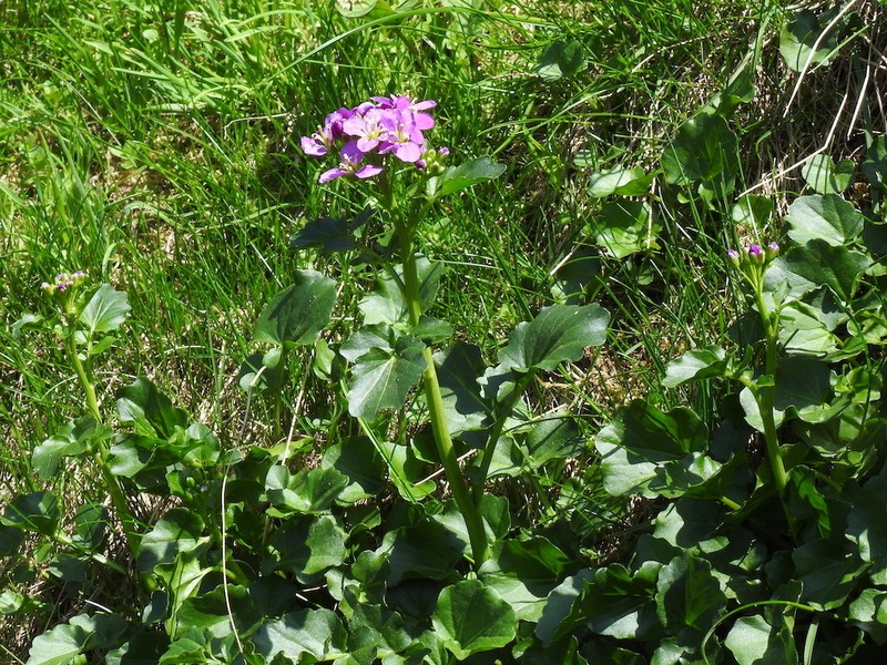 Cardamine raphanifolia photo 7
