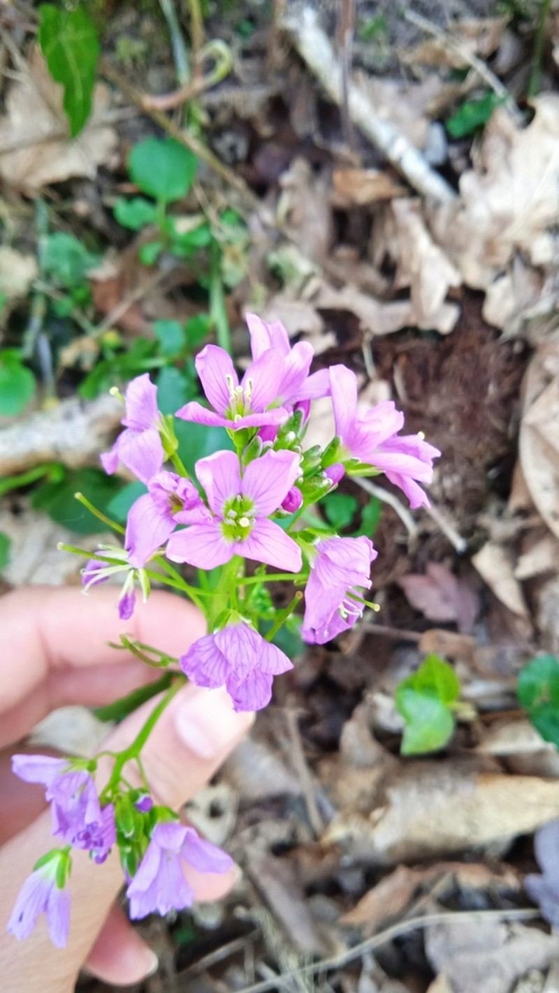 Cardamine raphanifolia photo 8