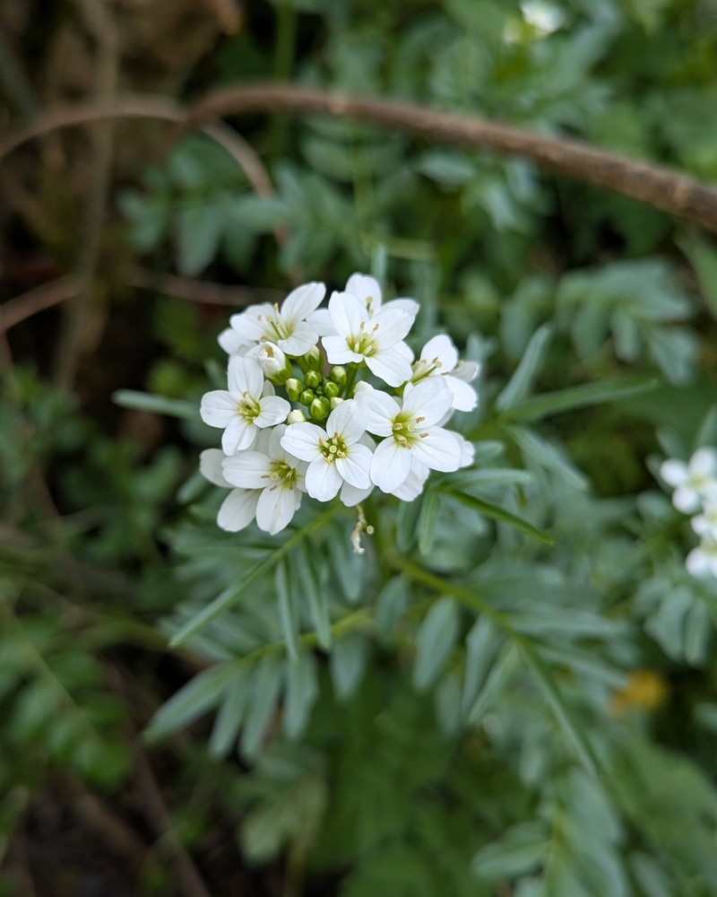 Cardamine raphanifolia subsp. gallaecica