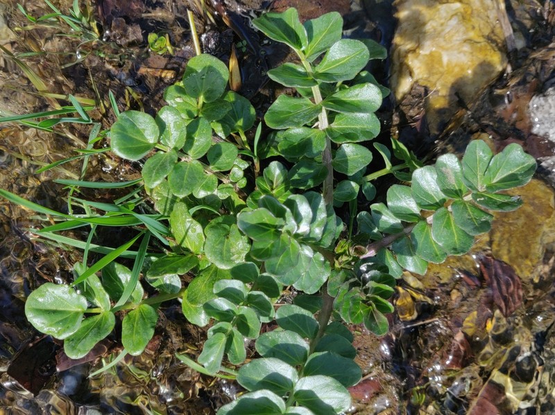 Cardamine raphanifolia subsp. gallaecica photo 2