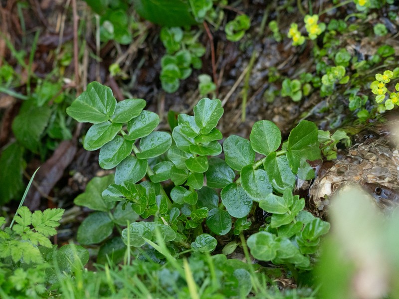 Cardamine raphanifolia subsp. gallaecica photo 3