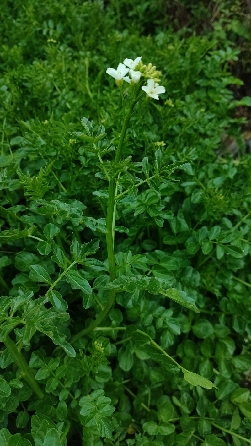 Cardamine raphanifolia subsp. gallaecica photo 4