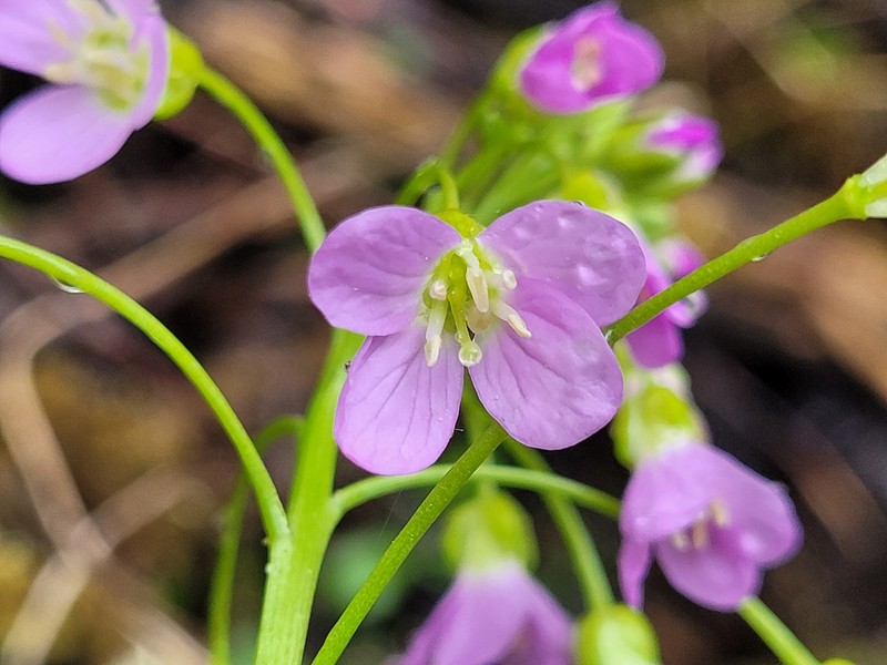 Cardamine raphanifolia subsp. raphanifolia