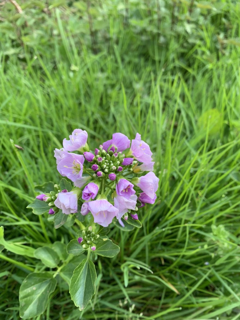 Cardamine raphanifolia subsp. raphanifolia photo 2