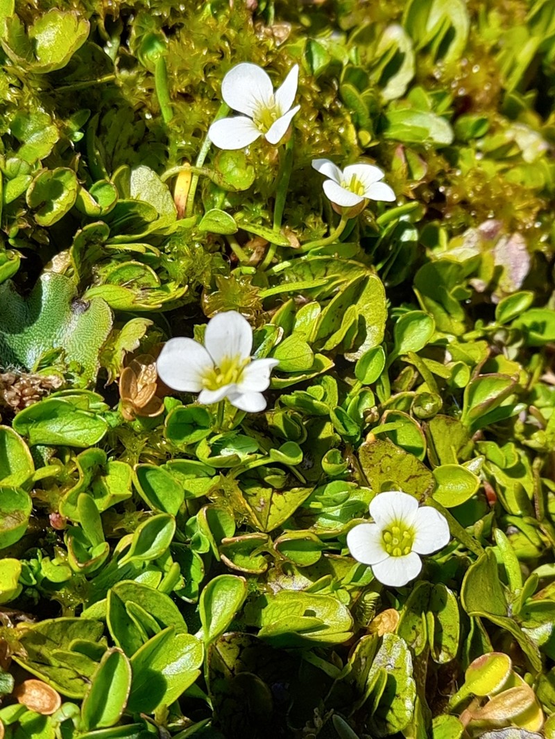 Cardamine reptans
