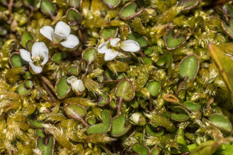 Cardamine reptans photo 2