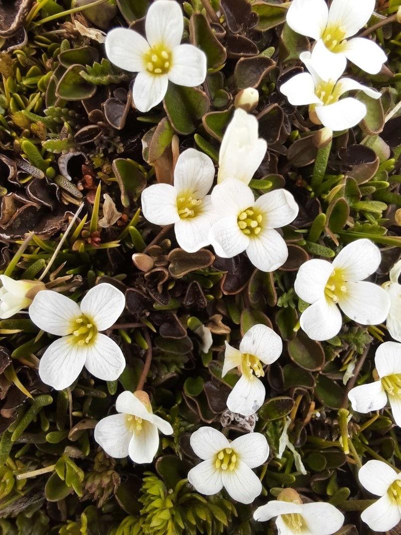 Cardamine reptans photo 3