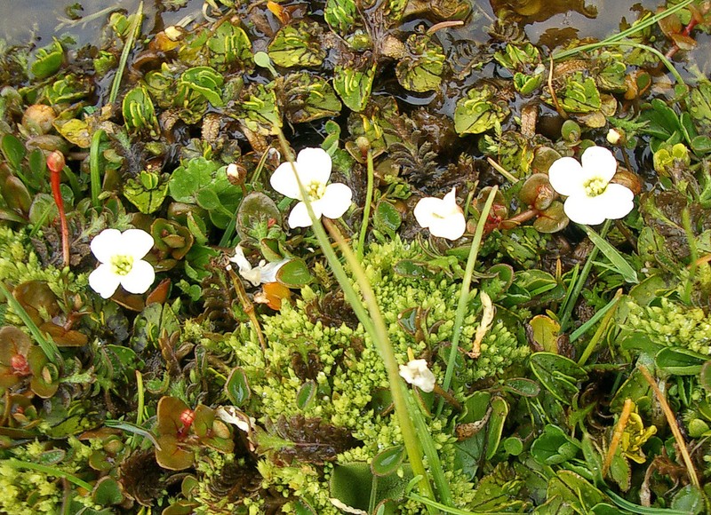 Cardamine reptans photo 4