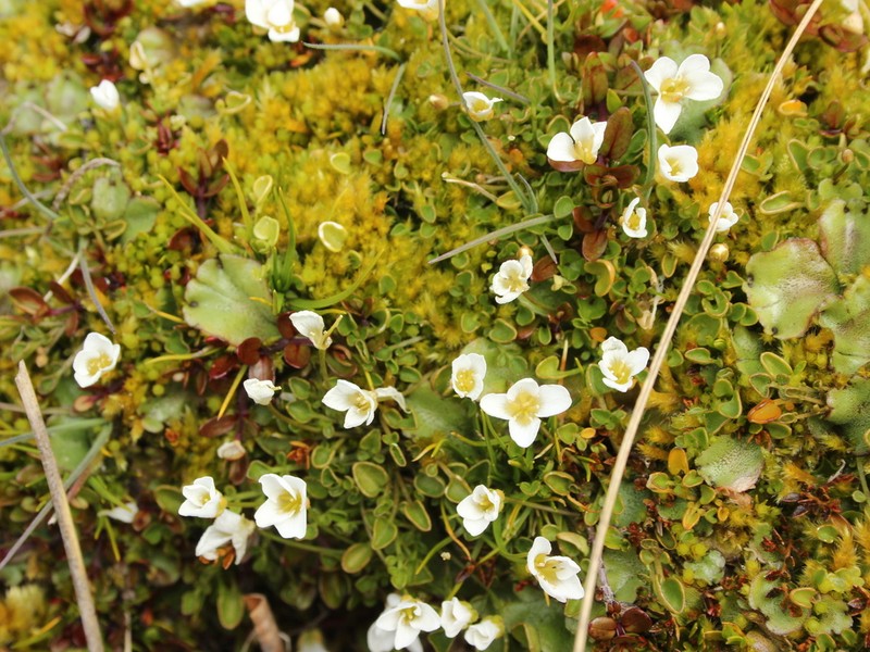 Cardamine reptans photo 5