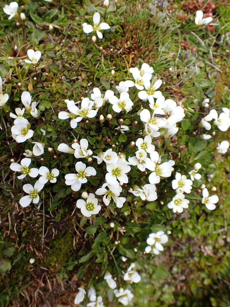 Cardamine reptans photo 6