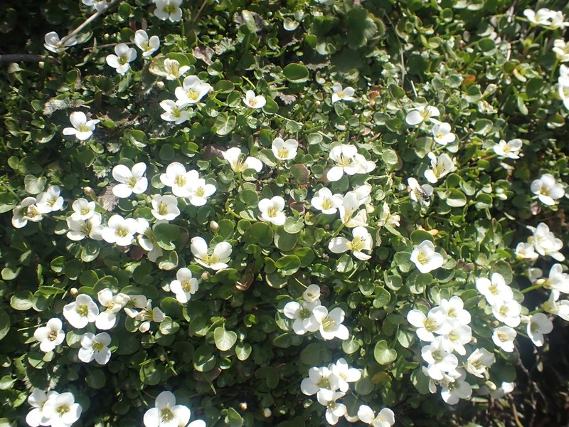 Cardamine reptans photo 7