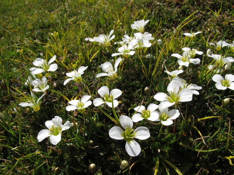 Cardamine reptans photo 8