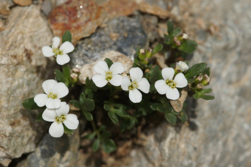 Cardamine resedifolia