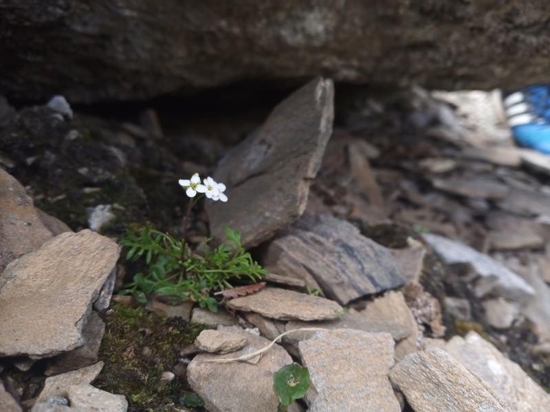 Cardamine resedifolia photo 2