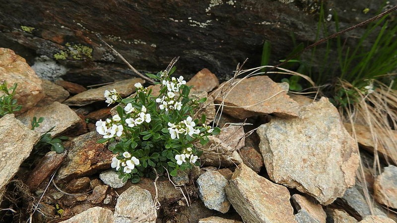 Cardamine resedifolia photo 3