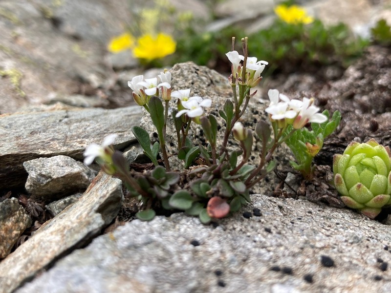 Cardamine resedifolia photo 4