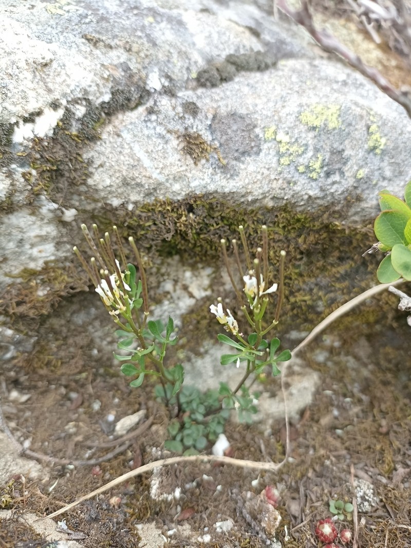 Cardamine resedifolia photo 5