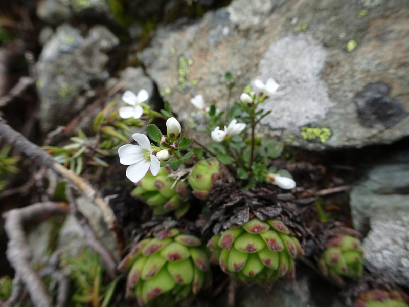 Cardamine resedifolia photo 6