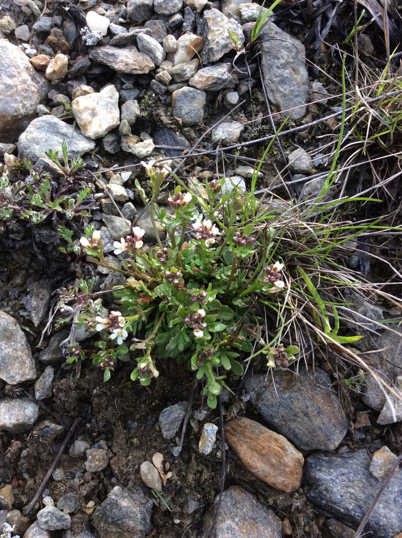 Cardamine resedifolia photo 7