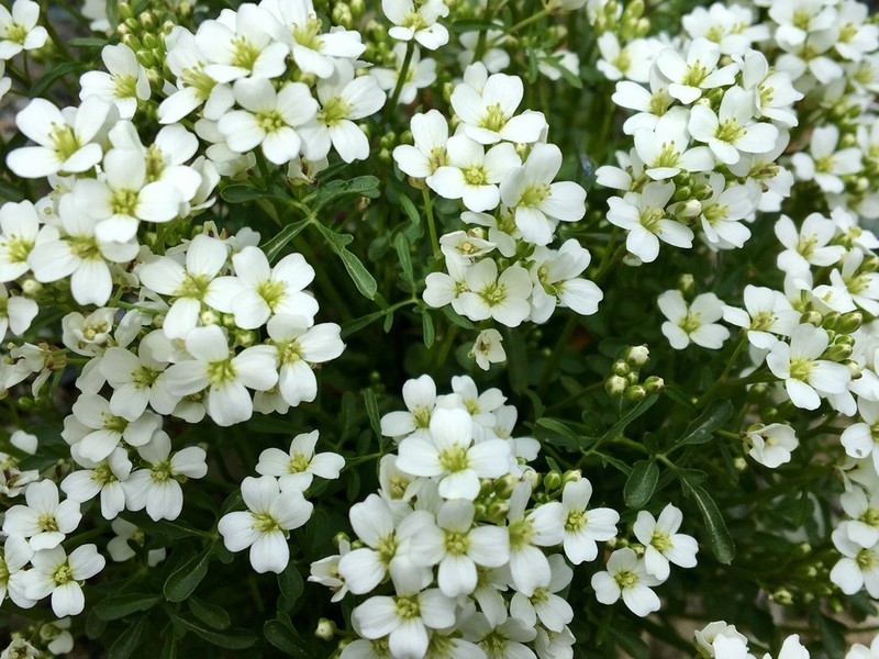 Cardamine resedifolia photo 8