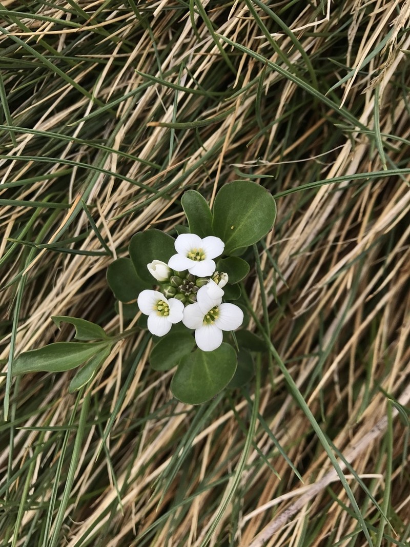 Cardamine robusta photo 2