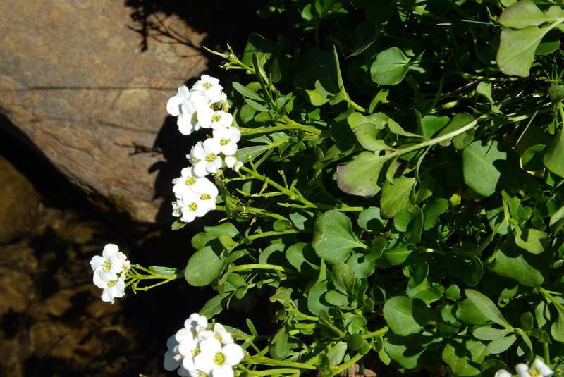 Cardamine robusta photo 3