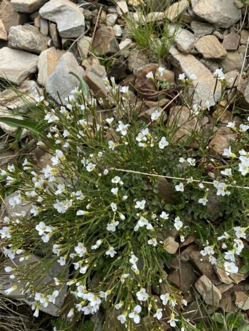 Cardamine robusta photo 5
