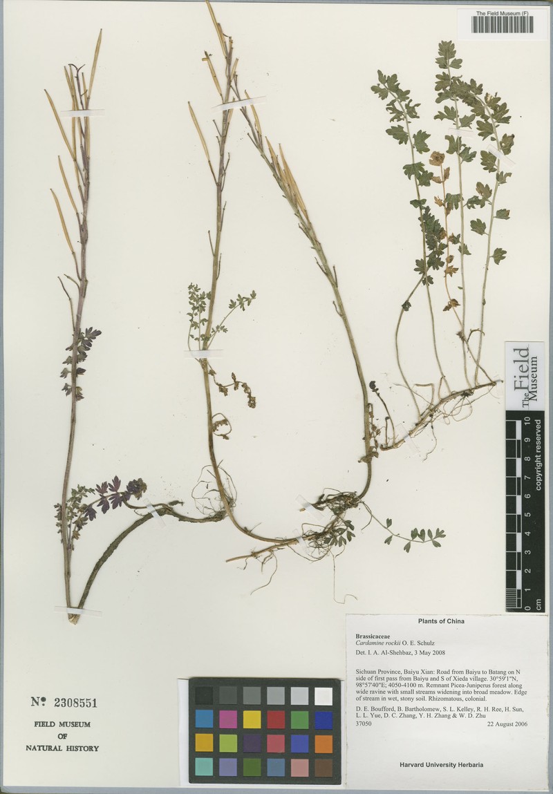 Cardamine rockii