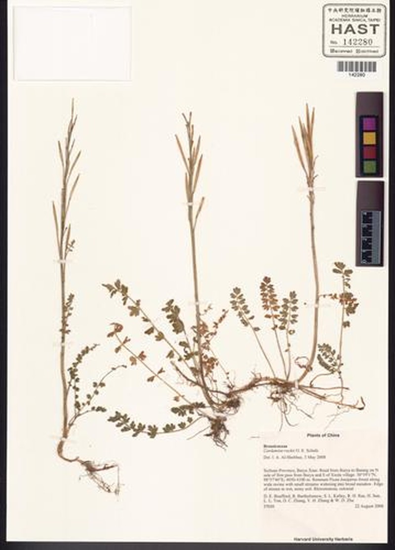 Cardamine rockii photo 2