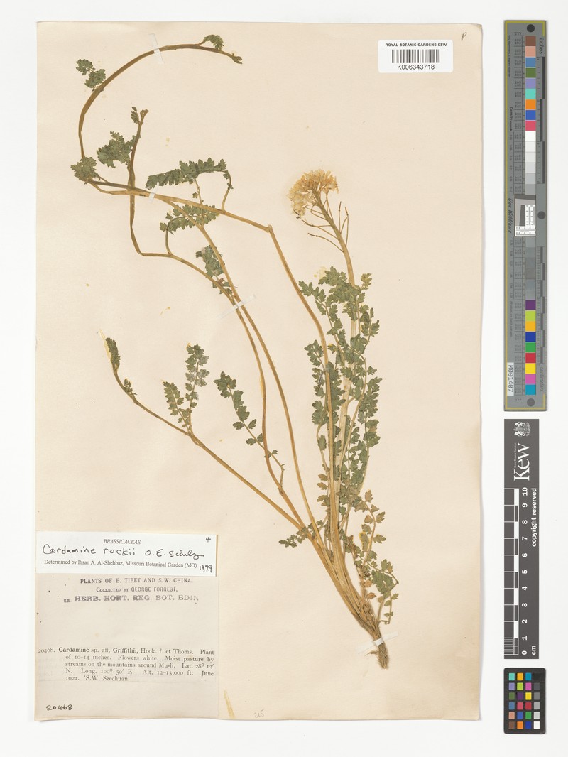 Cardamine rockii photo 4