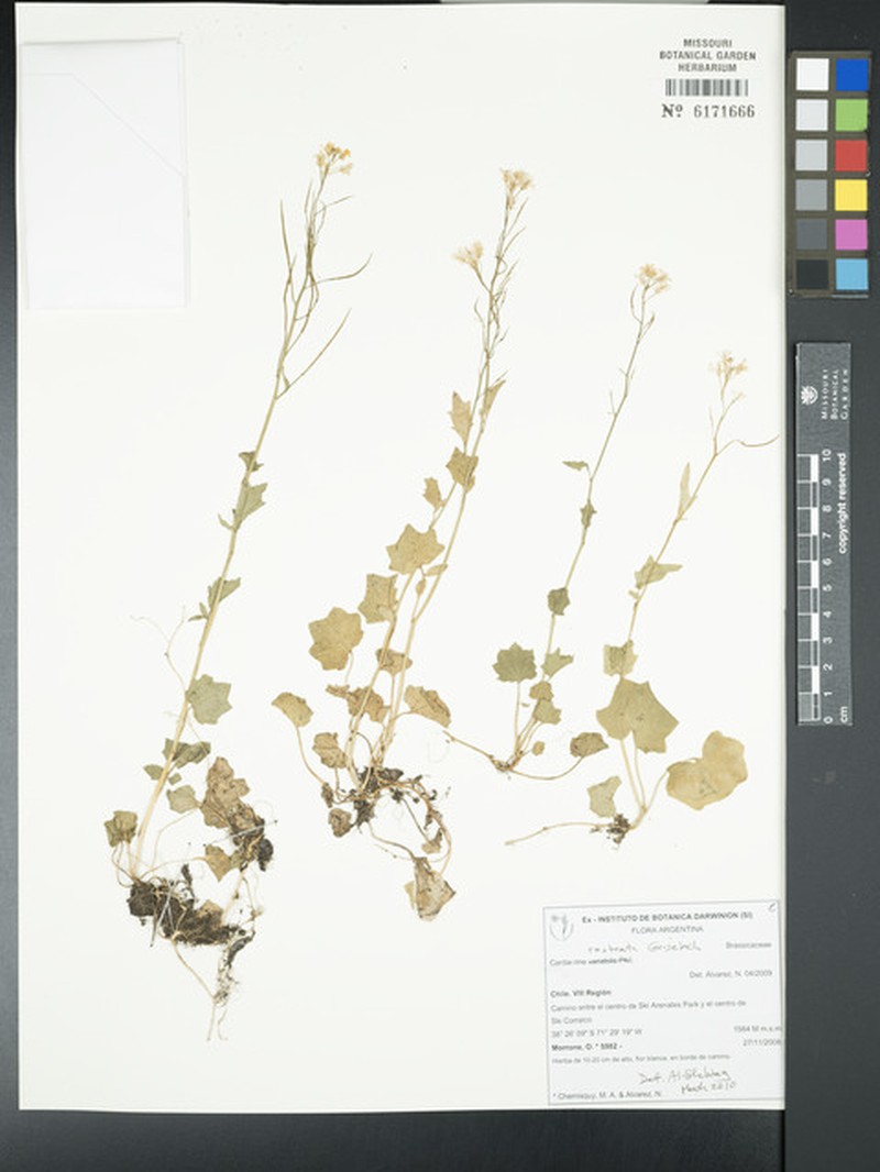 Cardamine rostrata photo 2