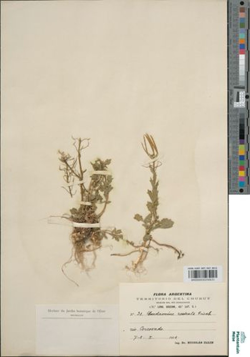 Cardamine rostrata photo 3