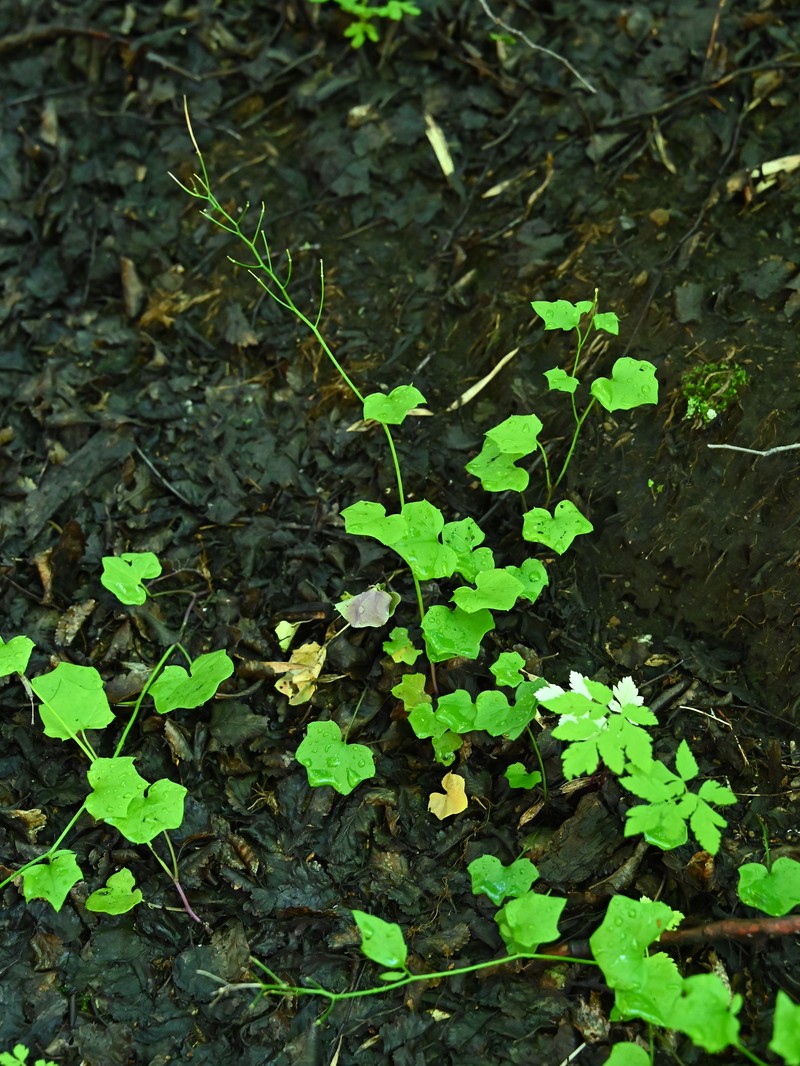 Cardamine rostrata