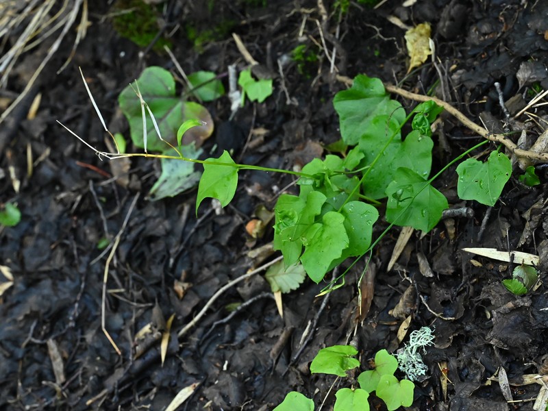 Cardamine rostrata photo 4