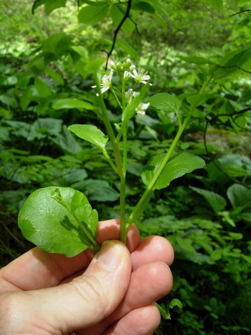 American Bittercress photo 3