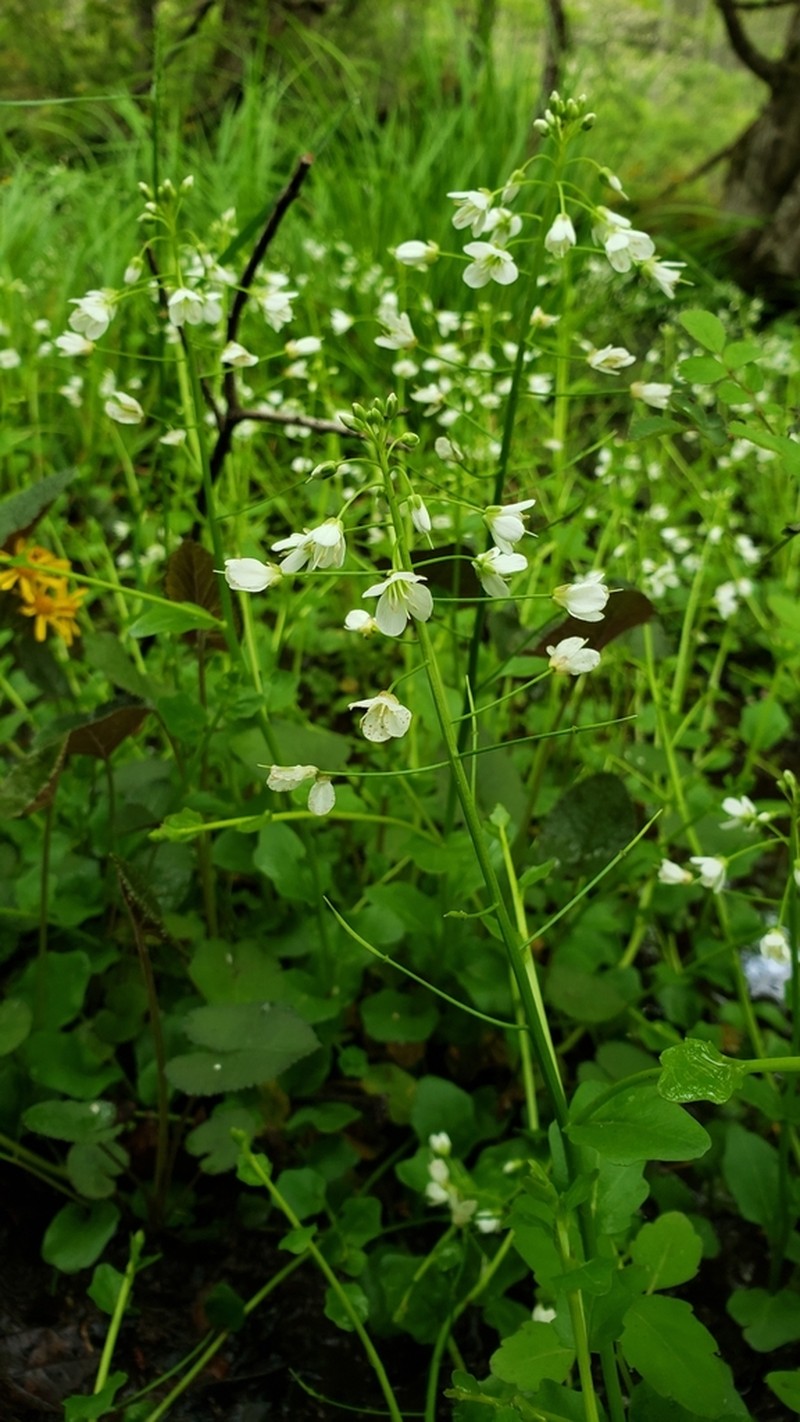 American Bittercress photo 4
