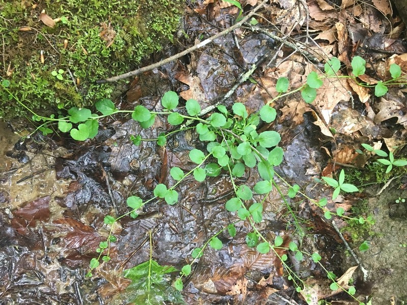 American Bittercress photo 5
