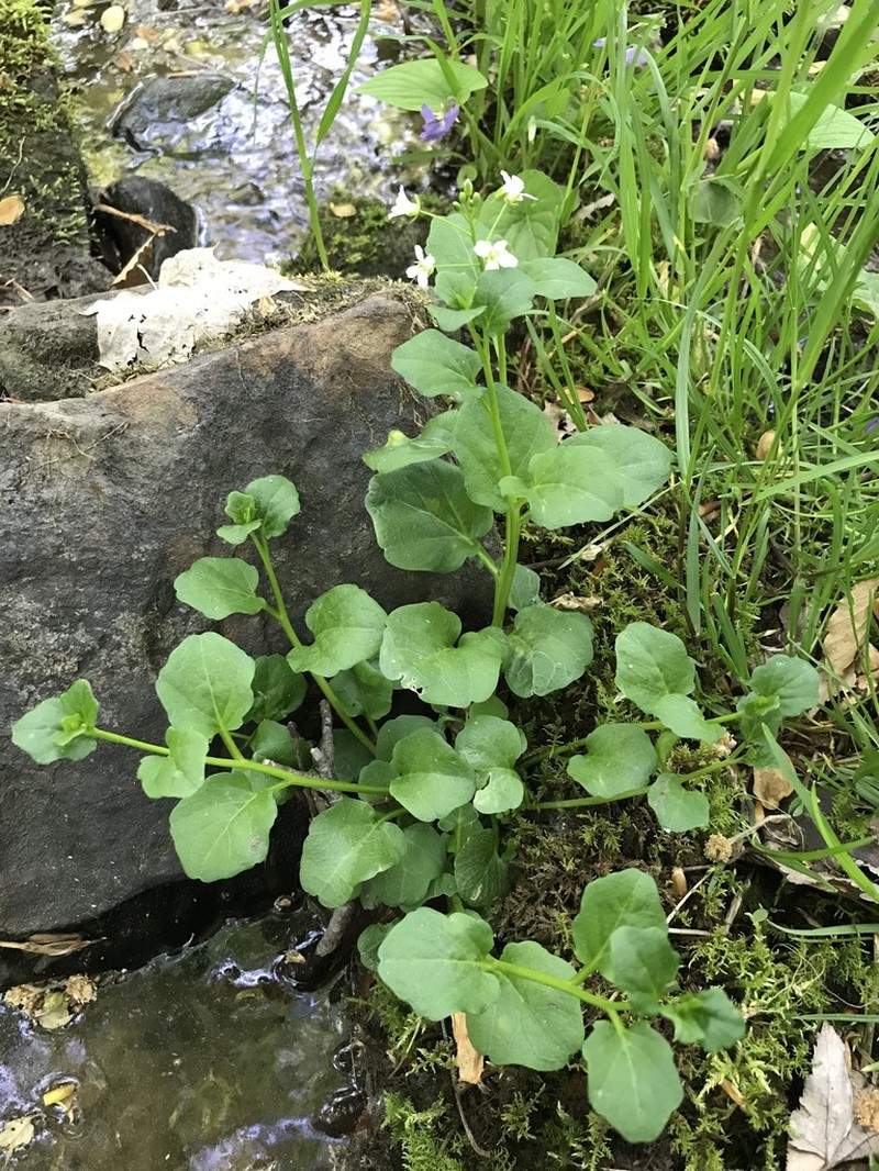 American Bittercress photo 7