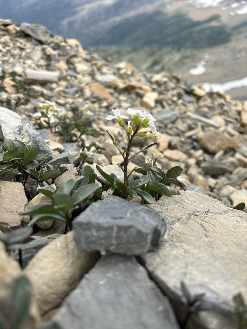 Cliff Bittercress