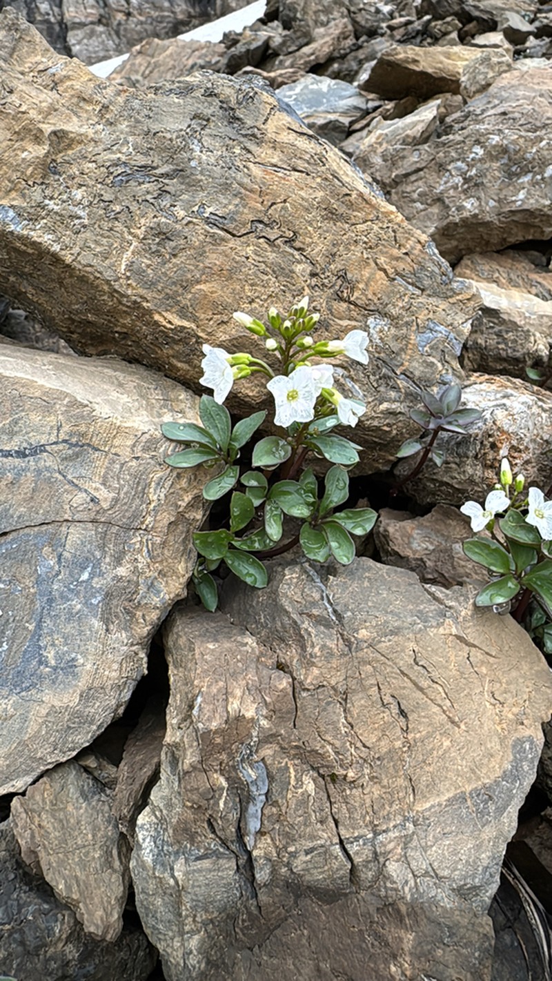 Cliff Bittercress photo 4