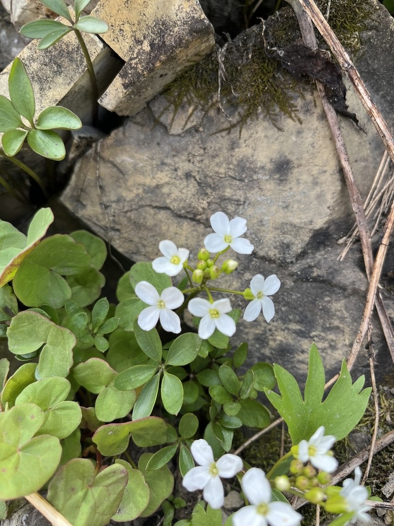 Cliff Bittercress photo 6
