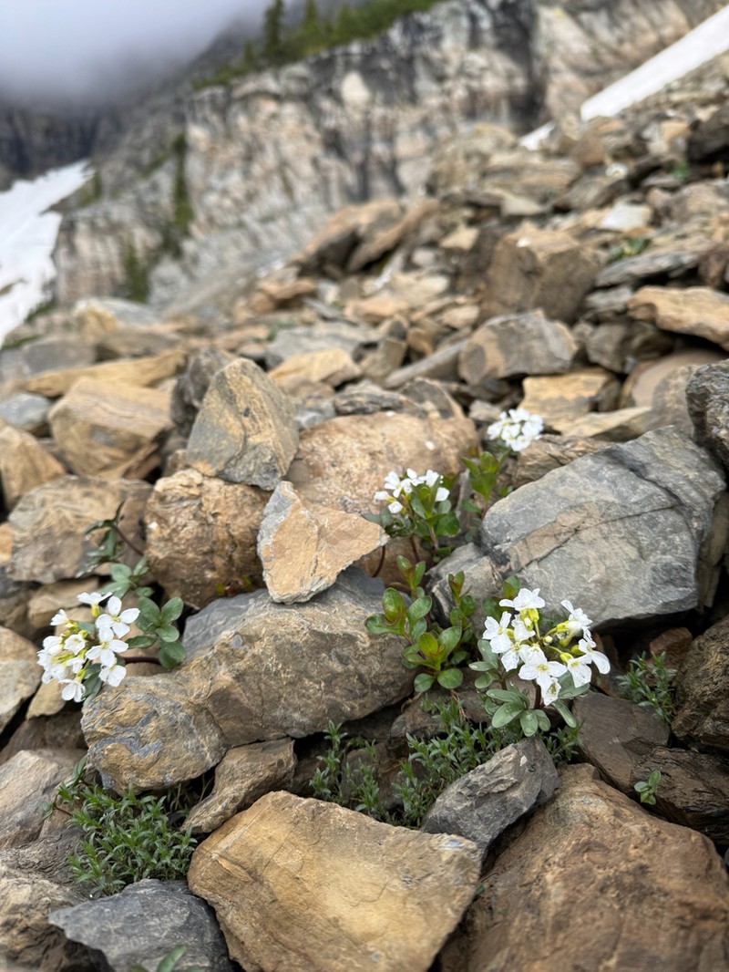 Cliff Bittercress photo 7