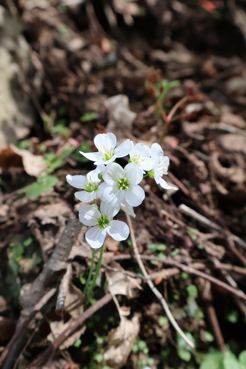 Cardamine scaposa