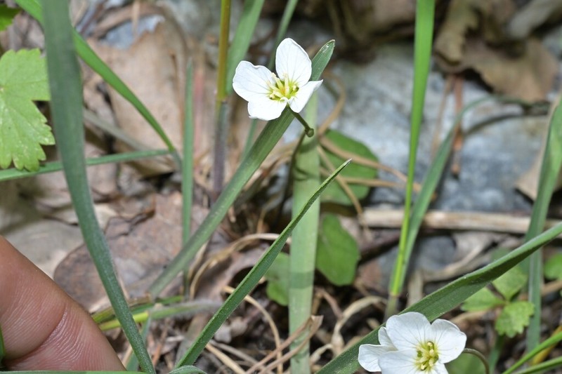 Cardamine scaposa photo 2