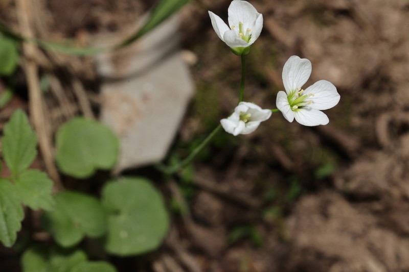 Cardamine scaposa photo 3
